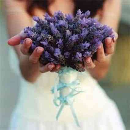 ramo_silvestre_lavanda_fresca_picnik ramo silvestre lavanda fresca picnik