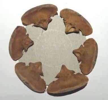 candelabro-piñas-manualidad Candelabros20con20piC3B1as201