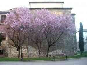 fallas-2009-y-viaje-a-burgos-19-3-2009-081 fallas-2009-y-viaje-a-burgos-19-3-2009-081