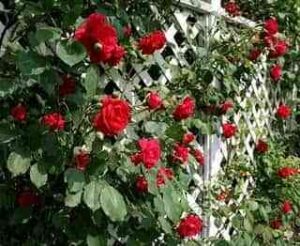 Rosal trepador rojo