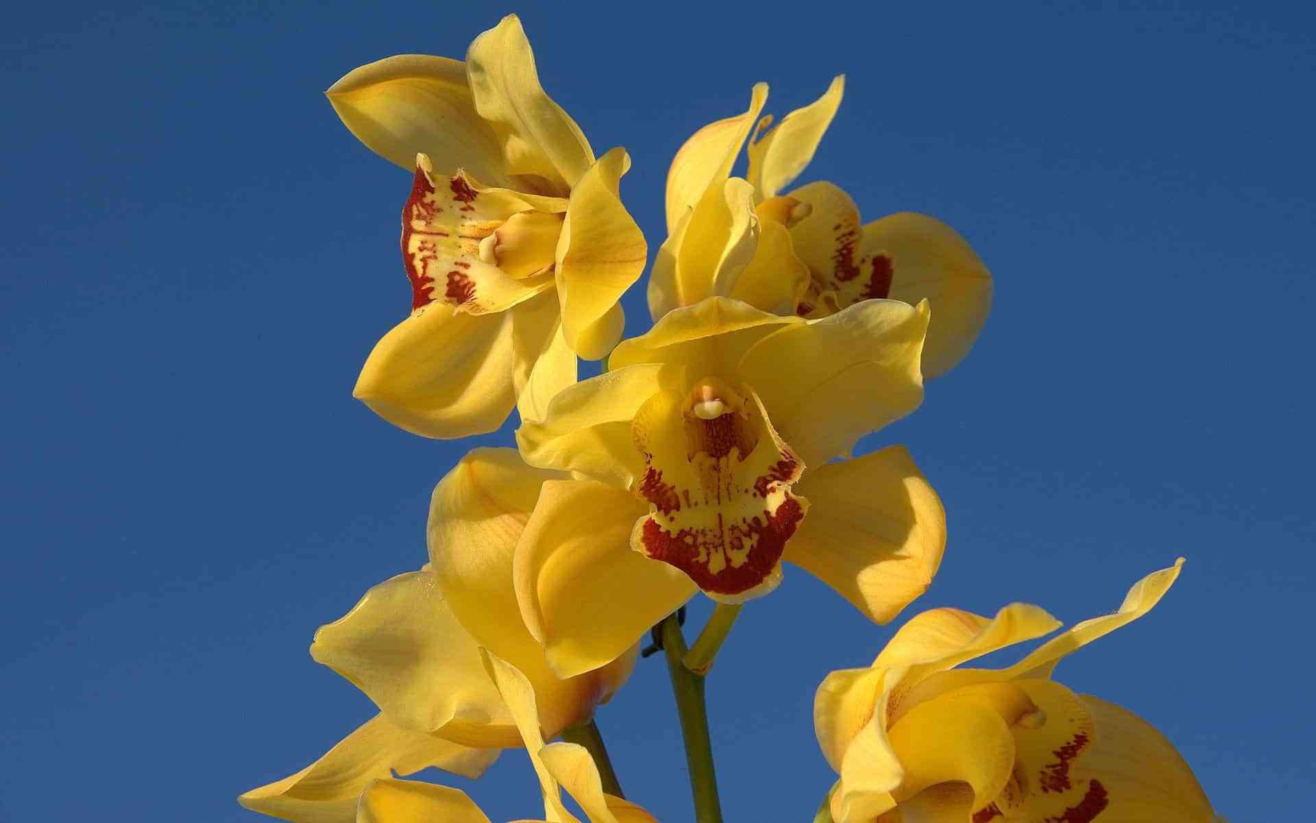 orquideas amarillas