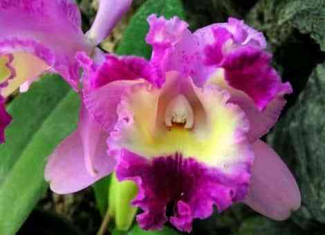 orquideas bicolores