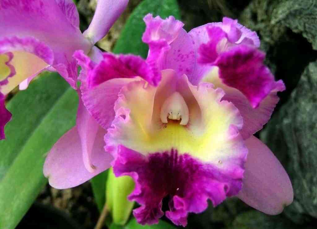 ¿Quieres regalar orquídeas?, descubre lo que significa su color