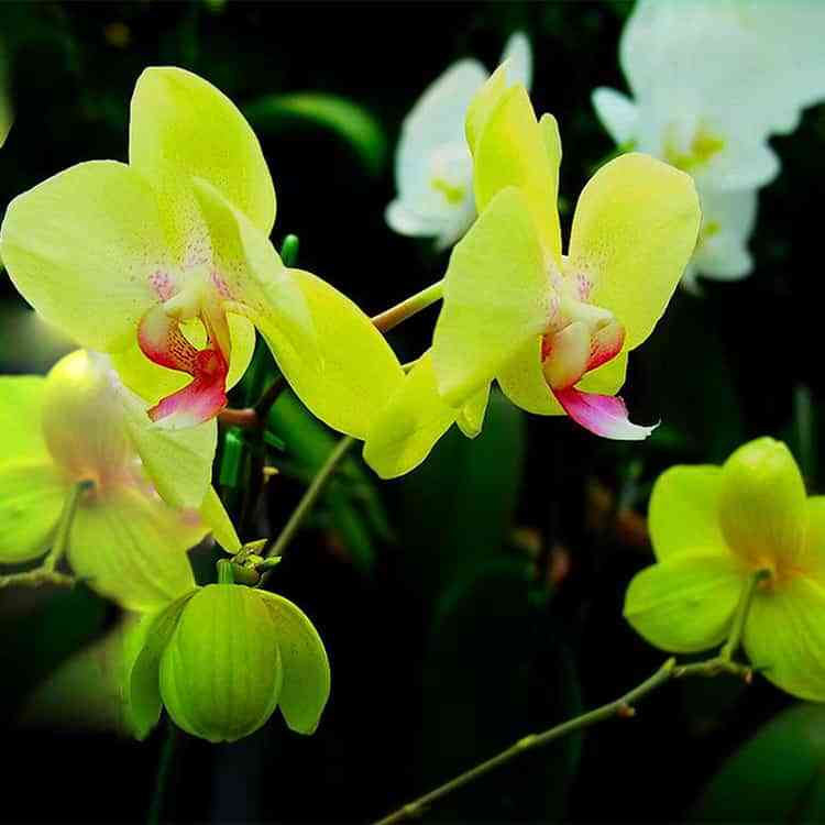 orquideas verdes