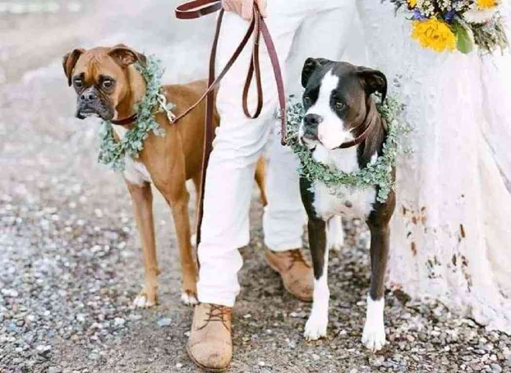 boda con mascotas